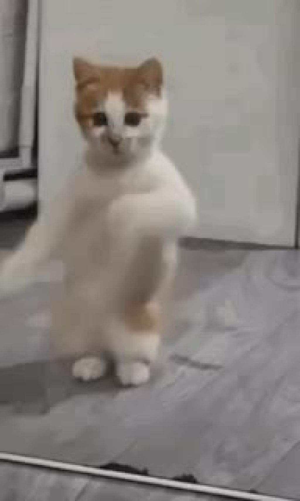 Vibe is the world-famous dancing cat | Drakula.app