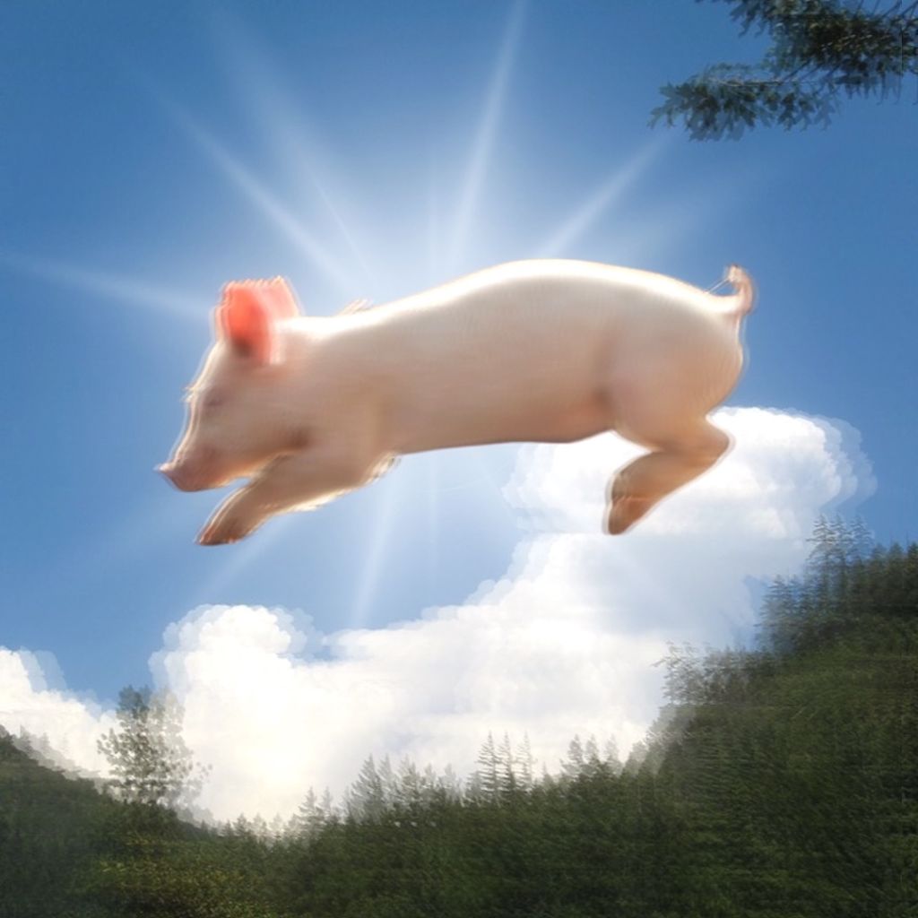 pig